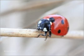 <p>SLUNÉČKO SEDMITEČNÉ (Coccinella septempunctata) ---- /Seven-spotted ladybug - Siebenpunkt-Marienkäfer/</p>